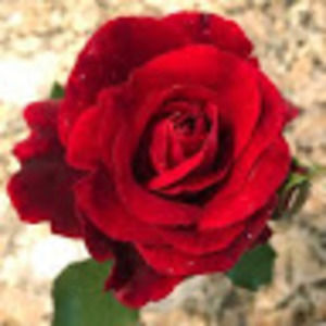 Meet your Posher, Paul